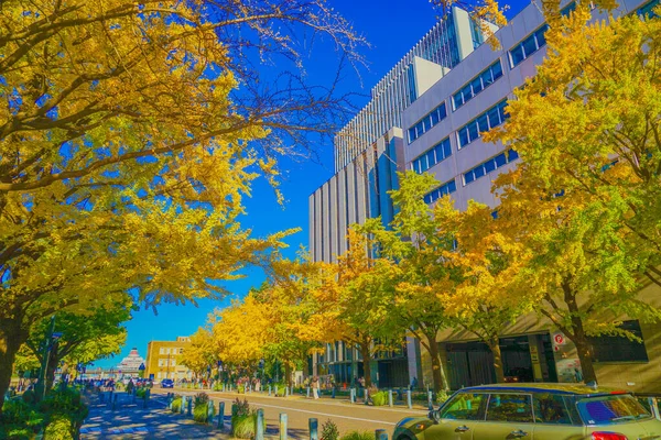 Herfst Bladeren Nippon Odori Yokohama City Schietplaats Naka Yokohama Shi — Stockfoto