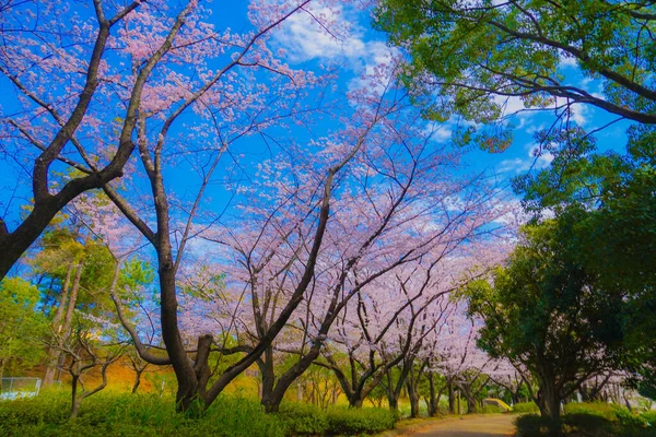 Cereja Floresce Kishine Park Localização Tiroteio Kohoku Yokohama — Fotografia de Stock