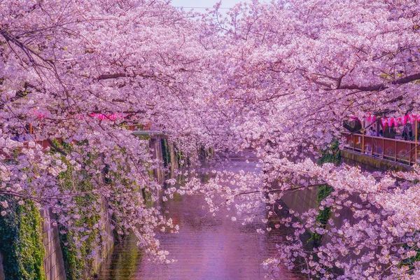 Άνθη Κερασιάς Πλήρη Άνθιση Στο Νακαμεγκούρο Τοποθεσία Meguro Τόκιο — Φωτογραφία Αρχείου