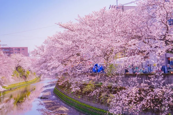 Ooka Nehri gezinti güvertesi Sakura. Çekim yeri: Minami -ku, Yokohama