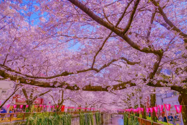 Kwitnie Wiśnia Nakameguro Rozmieszczenie Meguro Tokio — Zdjęcie stockowe