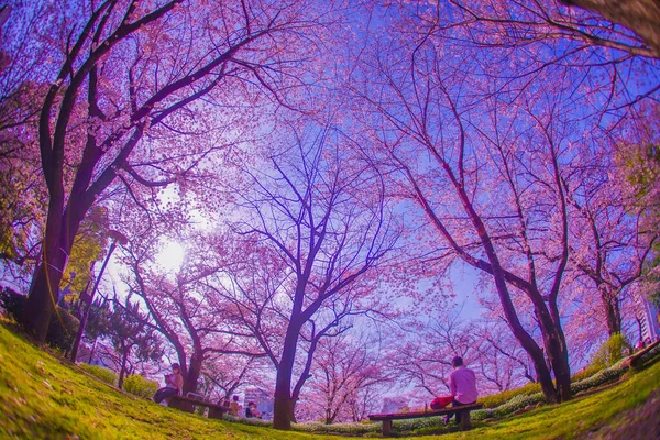 Asukayama Park 'ında kiraz çiçekleri. Çekim Konumu: Kita -ku, Tokyo