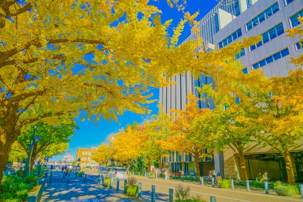 Folhas Outono Nippon Odori Yokohama City Localização Tiroteio Naka Yokohama — Fotografia de Stock