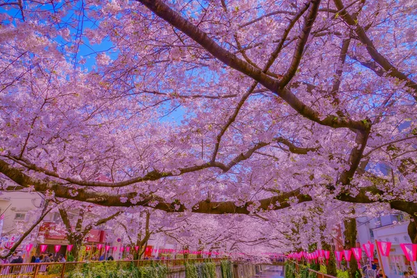 Třešňové Květy Nakameguro Umístění Střelby Meguro Tokio — Stock fotografie