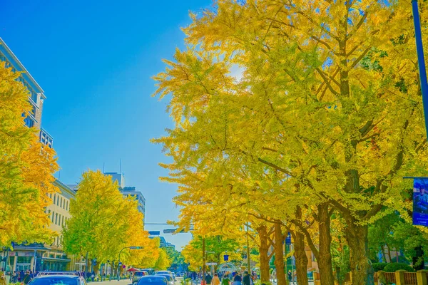 Herbstblätter Auf Nippon Odori Stadt Yokohama Drehort Naka Yokohama Shi — Stockfoto