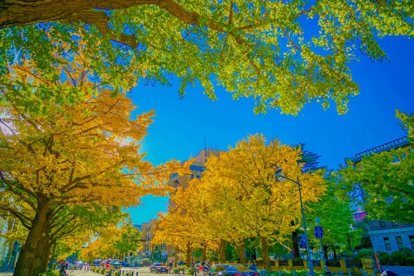 Осенние Листья Ниппон Одори Йокогама Место Съемки Нака Йокогама — стоковое фото
