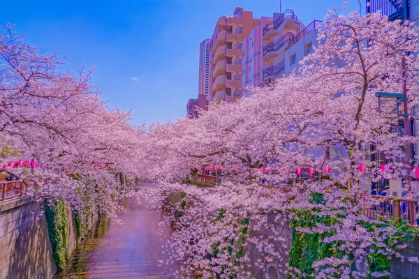 Třešňové Květy Plném Květu Nakameguro Umístění Střelby Meguro Tokio — Stock fotografie