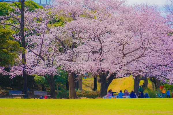 Цвіте Вишня Парку Кишинів Місце Зйомки Кохоку Йокогама — стокове фото
