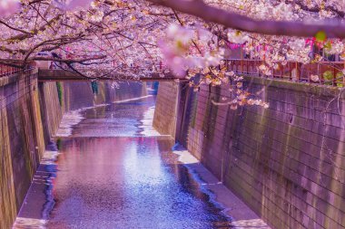 Nakameguro 'da kiraz çiçekleri çiçek açar. Çekim yeri: Meguro -ku, Tokyo