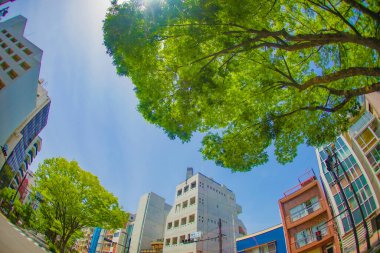Waseda Caddesi 'ndeki Namikido. Çekim yeri: Shinjuku-ku, Tokyo