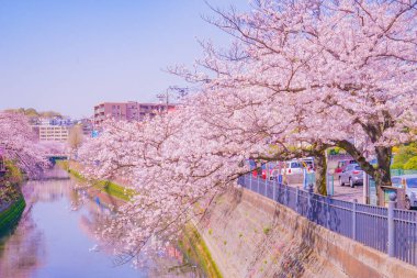 Ooka Nehri gezinti güvertesi Sakura. Çekim yeri: Minami -ku, Yokohama