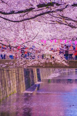 Nakameguro 'da kiraz çiçekleri çiçek açar. Çekim yeri: Meguro -ku, Tokyo