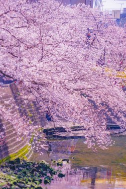 Ooka Nehri gezinti güvertesi Sakura. Çekim yeri: Minami -ku, Yokohama