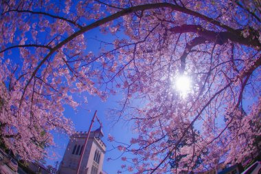 Motomachi Yokohama ve Yokohama Yamashibo 'da kiraz çiçekleri. Çekim yeri: Naka -ku, Yokohama -shi