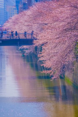 Meguro Nehri boyunca kiraz çiçekleri. Çekim yeri: Meguro -ku, Tokyo