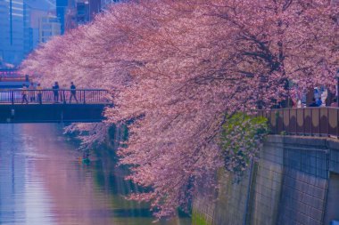 Meguro Nehri boyunca kiraz çiçekleri. Çekim yeri: Meguro -ku, Tokyo