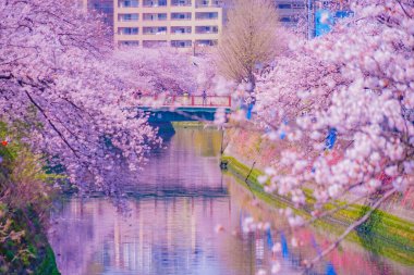 Ooka Nehri gezinti güvertesi Sakura. Çekim yeri: Minami -ku, Yokohama