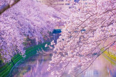 Ooka Nehri gezinti güvertesi Sakura. Çekim yeri: Minami -ku, Yokohama