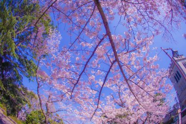 Motomachi Yokohama ve Yokohama Yamashibo 'da kiraz çiçekleri. Çekim yeri: Naka -ku, Yokohama -shi