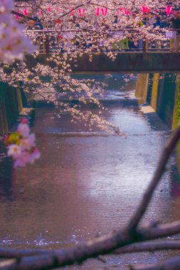 Meguro Nehri boyunca kiraz çiçekleri. Çekim yeri: Meguro -ku, Tokyo