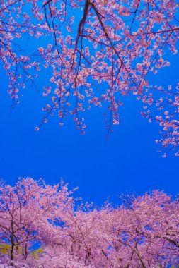 Çiçek açan kiraz ağaçları ve mavi gökyüzü. Çekim yeri: Tsurumi -ku, Yokohama