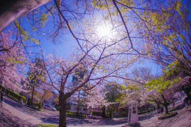 Motomachi Yokohama 'da kiraz çiçekleri. Çekim yeri: Naka -ku, Yokohama -shi