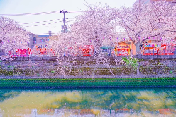 Festiwal Sakura Nad Rzeką Ooka Rozmieszczenie Minami Jokohama — Zdjęcie stockowe
