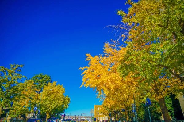 Nippon Odori Yokohama Şehri Sonbahar Yaprakları Çekim Yeri Naka Yokohama — Stok fotoğraf