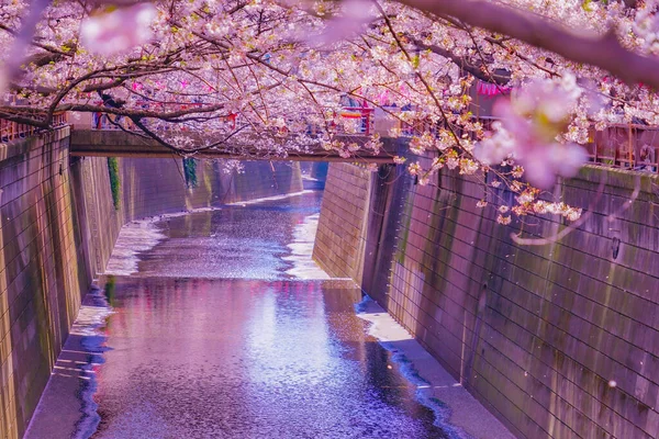 中目黒で満開の桜 撮影場所 東京都目黒区 — ストック写真