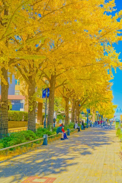 Podzimní Listí Nippon Odori Yokohama City Místo Střelby Naka Yokohama — Stock fotografie