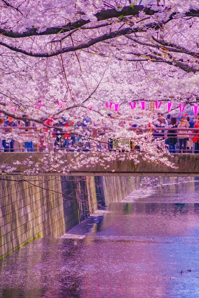 Nakameguro Kiraz Çiçekleri Çiçek Açar Çekim Yeri Meguro Tokyo — Stok fotoğraf