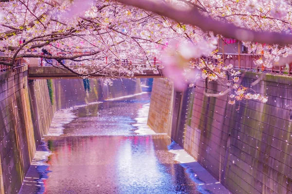 Цветение Сакуры Накамегуро Место Съемок Мэгуро Токио — стоковое фото
