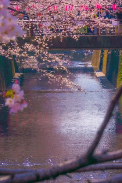 目黒川沿いの桜 撮影場所 東京都目黒区 — ストック写真