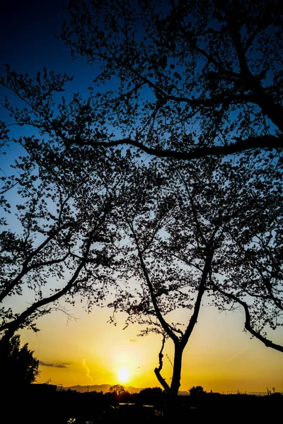 Силуэт Сумерки Вишневого Дерева Место Съемки Сея Йокогама — стоковое фото