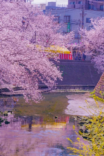 Річка Ока Променада Сакура Місце Зйомки Мінамі Йокогама — стокове фото