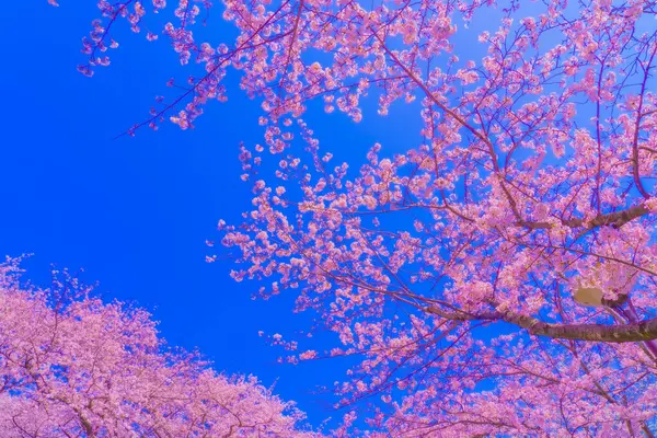 Άνθη Κερασιάς Πλήρη Άνθιση Και Γαλάζιο Ουρανό Τοποθεσία Τσουρούμι Κου — Φωτογραφία Αρχείου