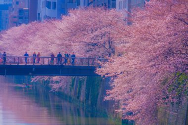 Meguro Nehri boyunca kiraz çiçekleri. Çekim yeri: Meguro -ku, Tokyo