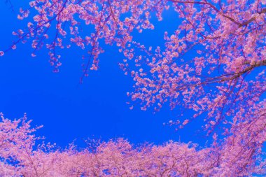 Çiçek açan kiraz ağaçları ve mavi gökyüzü. Çekim yeri: Tsurumi -ku, Yokohama