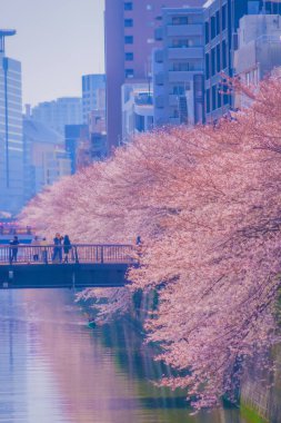 Meguro Nehri boyunca kiraz çiçekleri. Çekim yeri: Meguro -ku, Tokyo