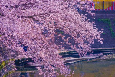 Ooka Nehri gezinti güvertesi Sakura. Çekim yeri: Minami -ku, Yokohama