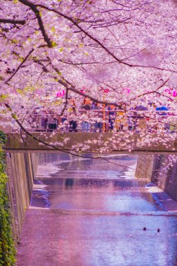 Nakameguro 'da kiraz çiçekleri çiçek açar. Çekim yeri: Meguro -ku, Tokyo