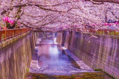 Nakameguro 'da kiraz çiçekleri çiçek açar. Çekim yeri: Meguro -ku, Tokyo