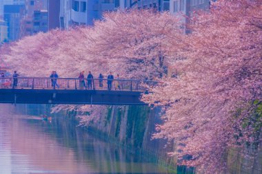 Meguro Nehri boyunca kiraz çiçekleri. Çekim yeri: Meguro -ku, Tokyo