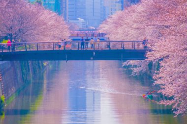 Meguro Nehri boyunca kiraz çiçekleri. Çekim yeri: Meguro -ku, Tokyo