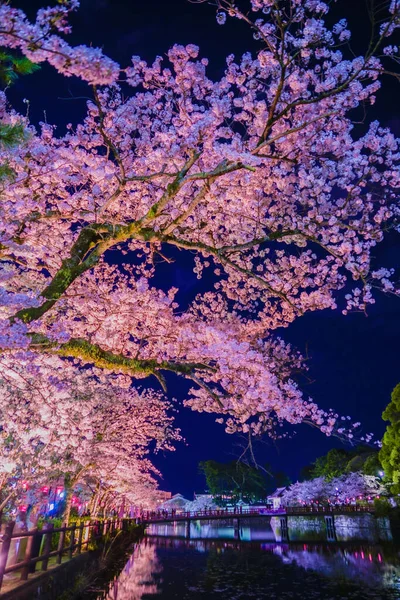 Odawara Castles Moat Cherry Blossoms Shooting Location Odawara City Kanagawa — Stock Photo, Image