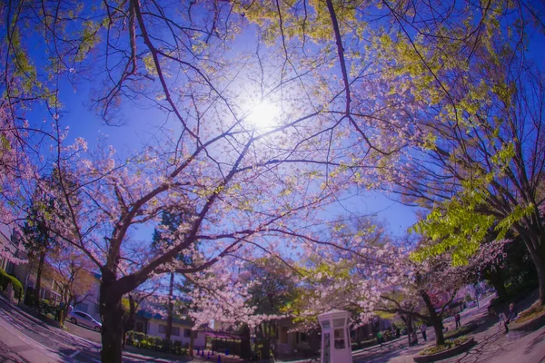 Kwiaty Wiśni Motomachi Jokohamie Rozmieszczenie Naka Jokohama Shi — Zdjęcie stockowe