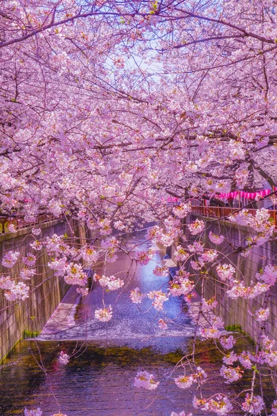 Цветение Сакуры Накамегуро Место Съемок Мэгуро Токио — стоковое фото