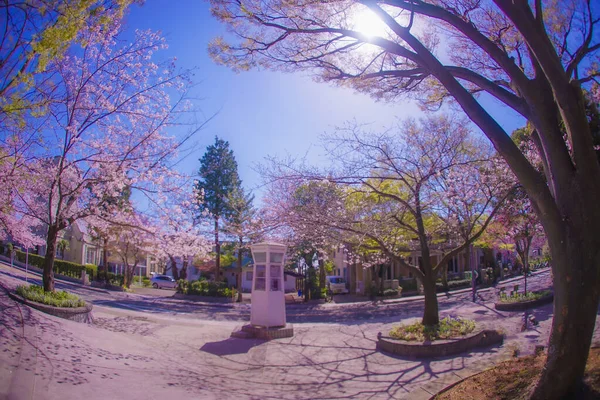 Kirschblüten Und Telefonzellen Motomachi Yokohama Drehort Naka Yokohama Shi — Stockfoto
