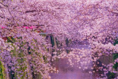 Nakameguro 'da kiraz çiçekleri çiçek açar. Çekim yeri: Meguro -ku, Tokyo