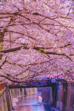 Nakameguro 'da kiraz çiçekleri çiçek açar. Çekim yeri: Meguro -ku, Tokyo